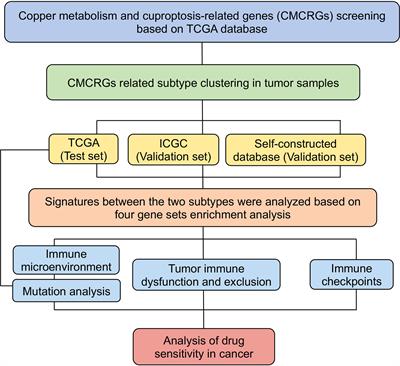 Identification of copper metabolism and cuproptosis-related subtypes for predicting prognosis tumor microenvironment and drug candidates in hepatocellular carcinoma